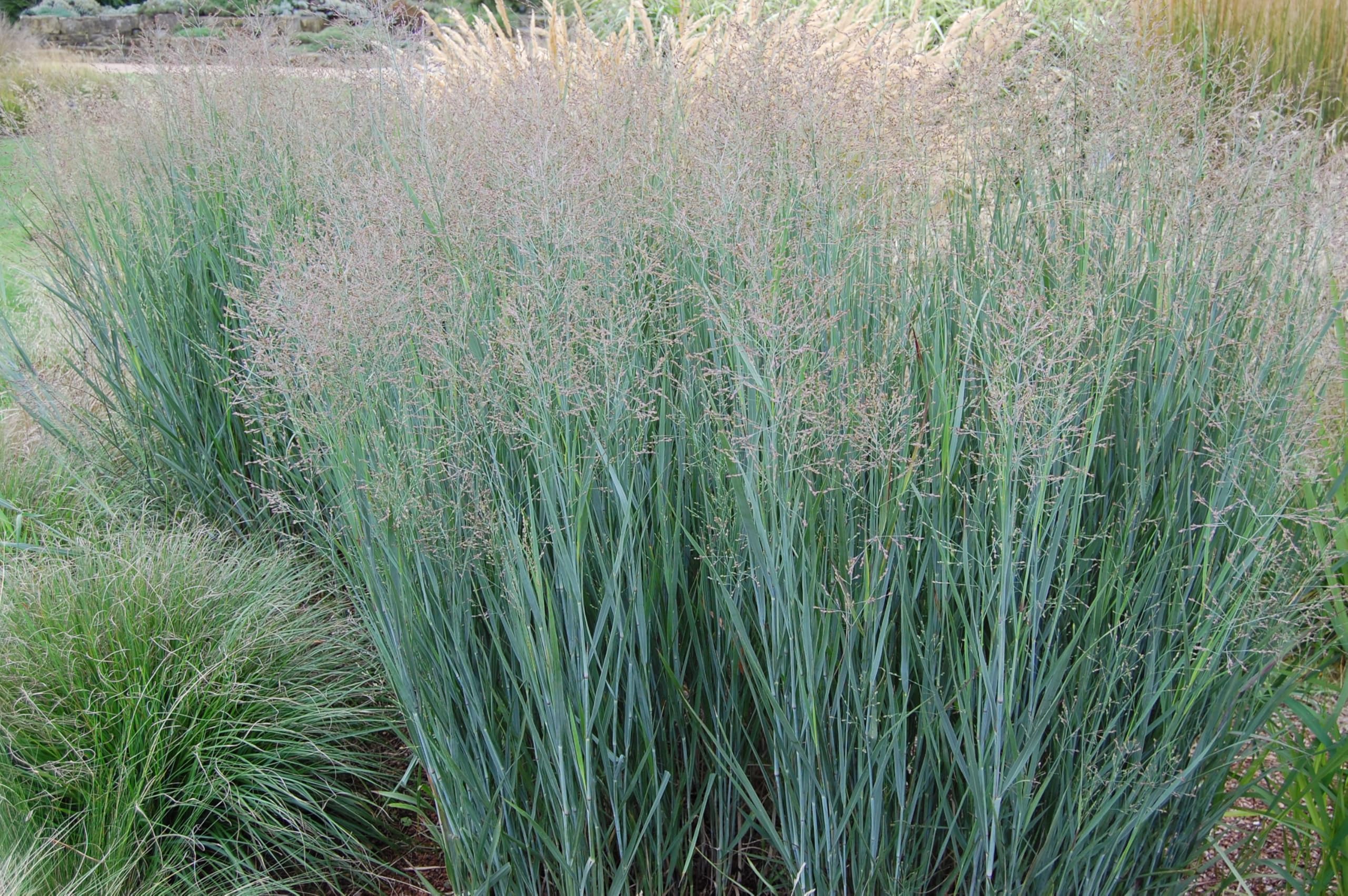 Stauden Gänge 10 x Panicum virgatum 'Heavy Metal' Blaue Rutenhirse | Blaues Ziergras für Sonne, Blüte Juli bis Oktober, mehrjährig, 1 L Topf (11x11 cm)