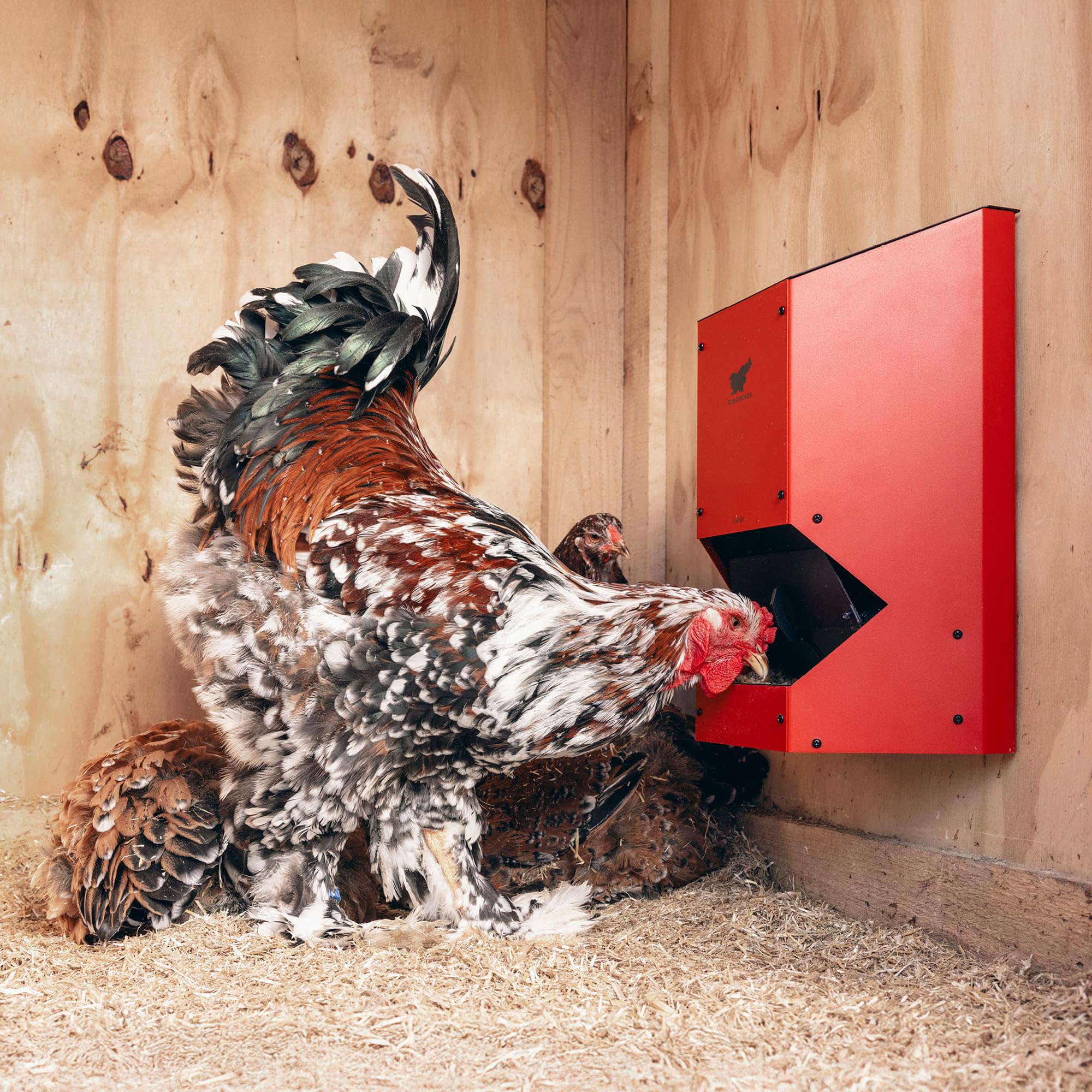 RUN-CHICKEN Comedero automático para pollos (rojo), funciona con pilas, escotilla de seguridad programable con temporizador, alimentación de 9,0 kg, resistente a las plagas, accesorio para gallinero