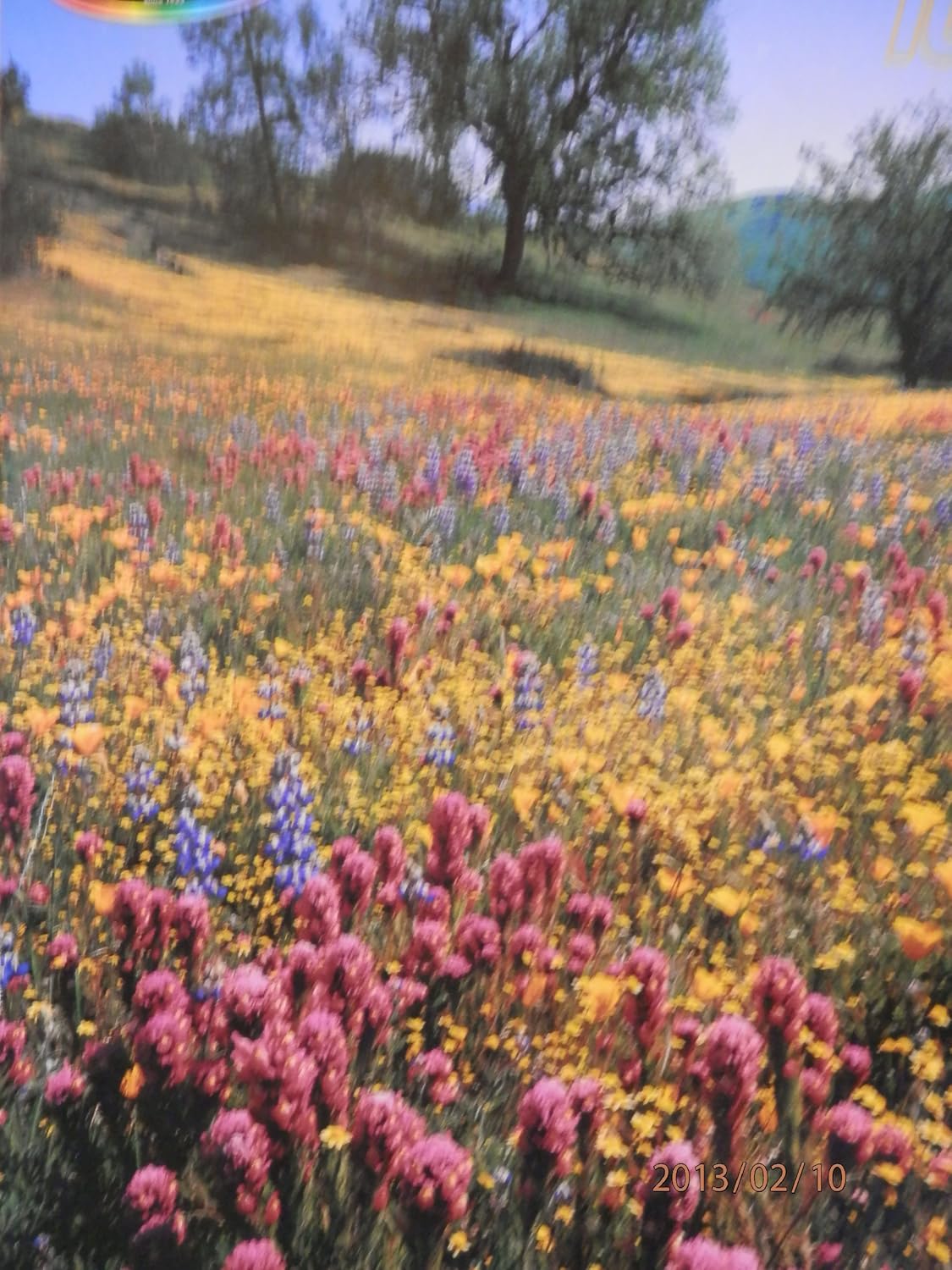 New! Roseart 1000 Piece Puzzle, Templor Range, Ca