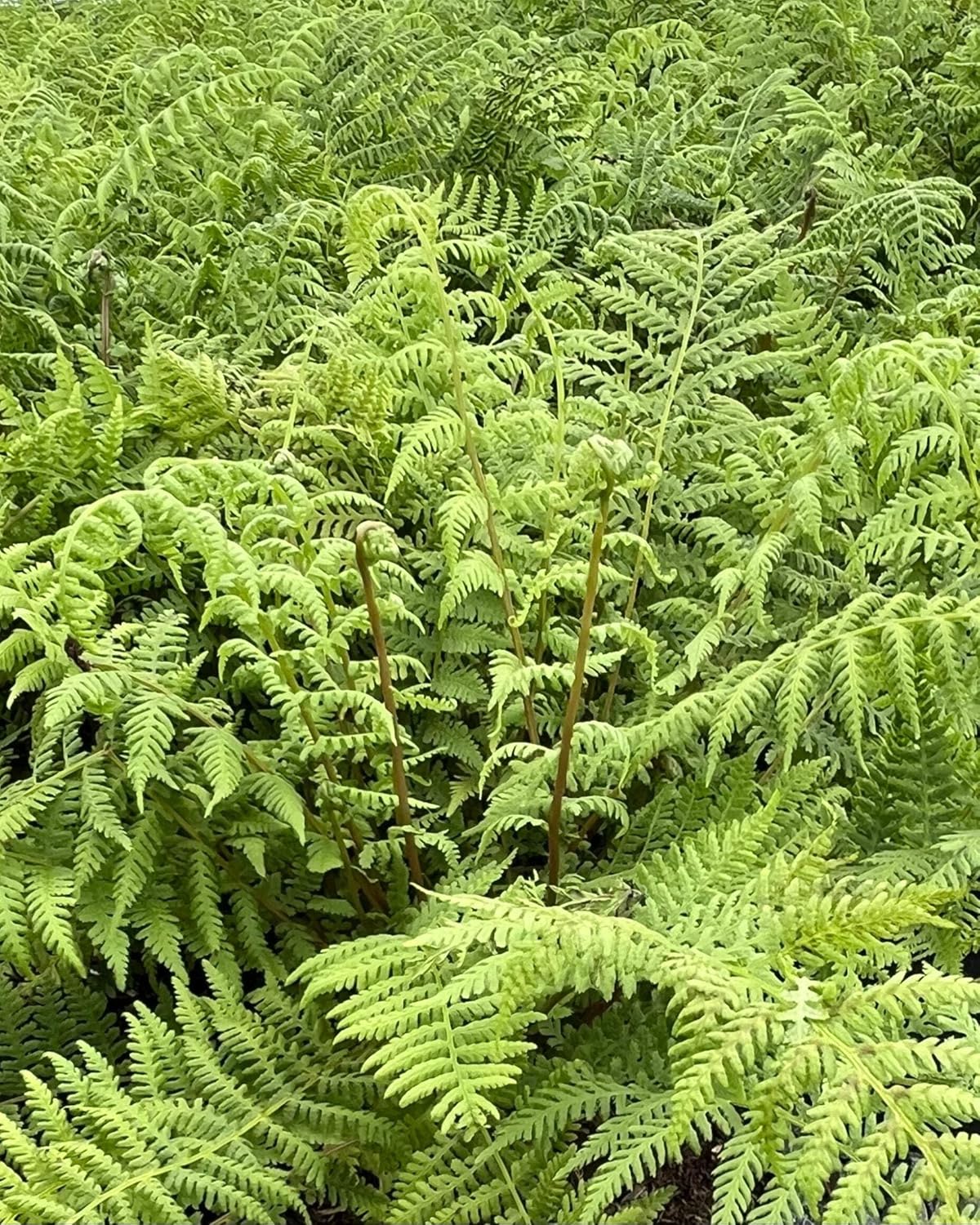 Perennial Farm Marketplace Athyrium filix-femina 'Lady in Red' (Athyrium filix-femina 'Lady in Red') Hardy Fern, Size-#1 Container, Lime Green and Burgundy Fronds