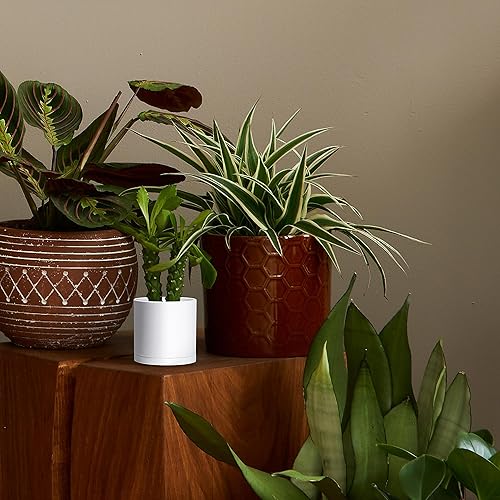 Miniatura 51 de D'vine Dev Paquete de 2 macetas de plástico modernas de 6.5 pulgadas, macetas de jardín pequeñas para plantas con agujeros de drenaje y platillos