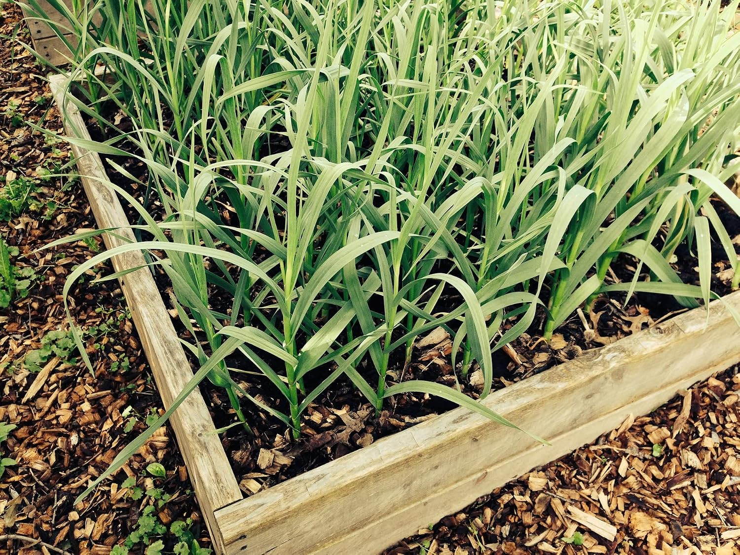 15 Live Garlic Plants, Organically Grown, Non-GMO "Green Garlic", Spring Garlic Transplants