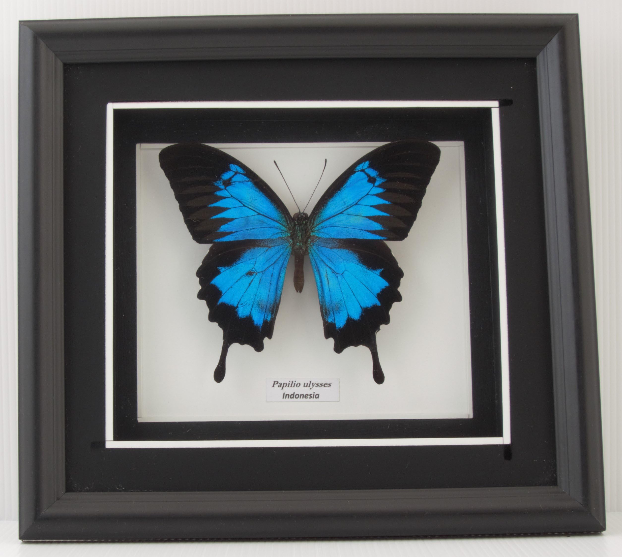 Brave Wings Papilio ulysses (Blue Mountain Swallowtail) - OOAK Home Decor Wall Decoration Taxidermy Butterfly Mounted in Poly Frame Matted A2