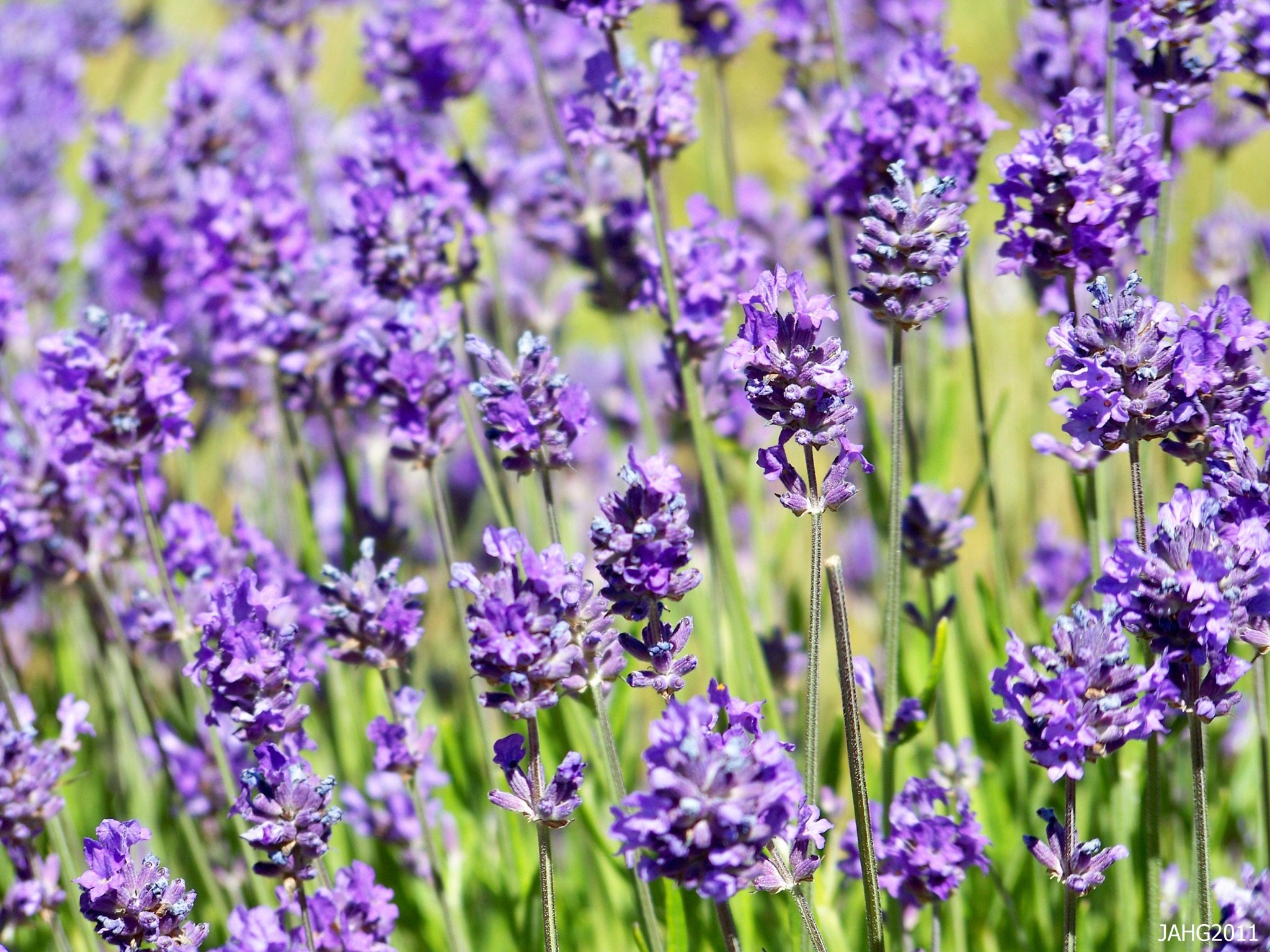 Stauden Gänge 40 x Lavandula angustifolia Mix in Echter Lavendel winterhart