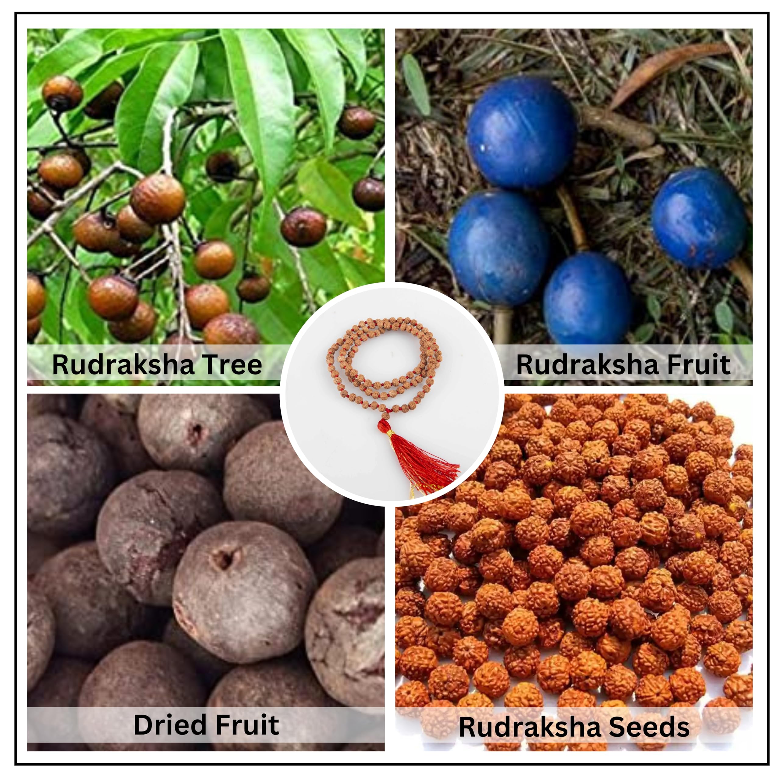 Wonder Care Autentico Rudraksh Mala con Mukhi Bead - Veri semi di Rudraksha himalayano, Ornamento religioso, Rosario Japa Mala Collana - Importato dal Nepal, Unisex