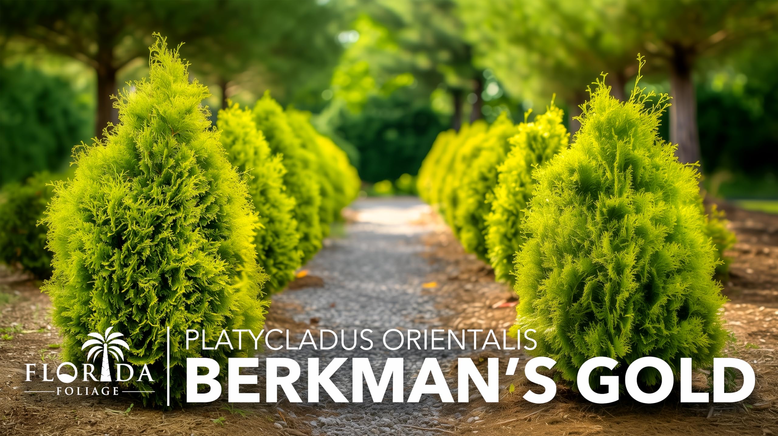 Amazon.com : Berkman's Gold Arborvitae | 3 Live Quart Size Plants |  Platycladus orientalis 'Aurea Nana' | Compact Evergreen Shrub for Borders |  Vibrant Golden Foliage Accent : Patio, Lawn & Garden