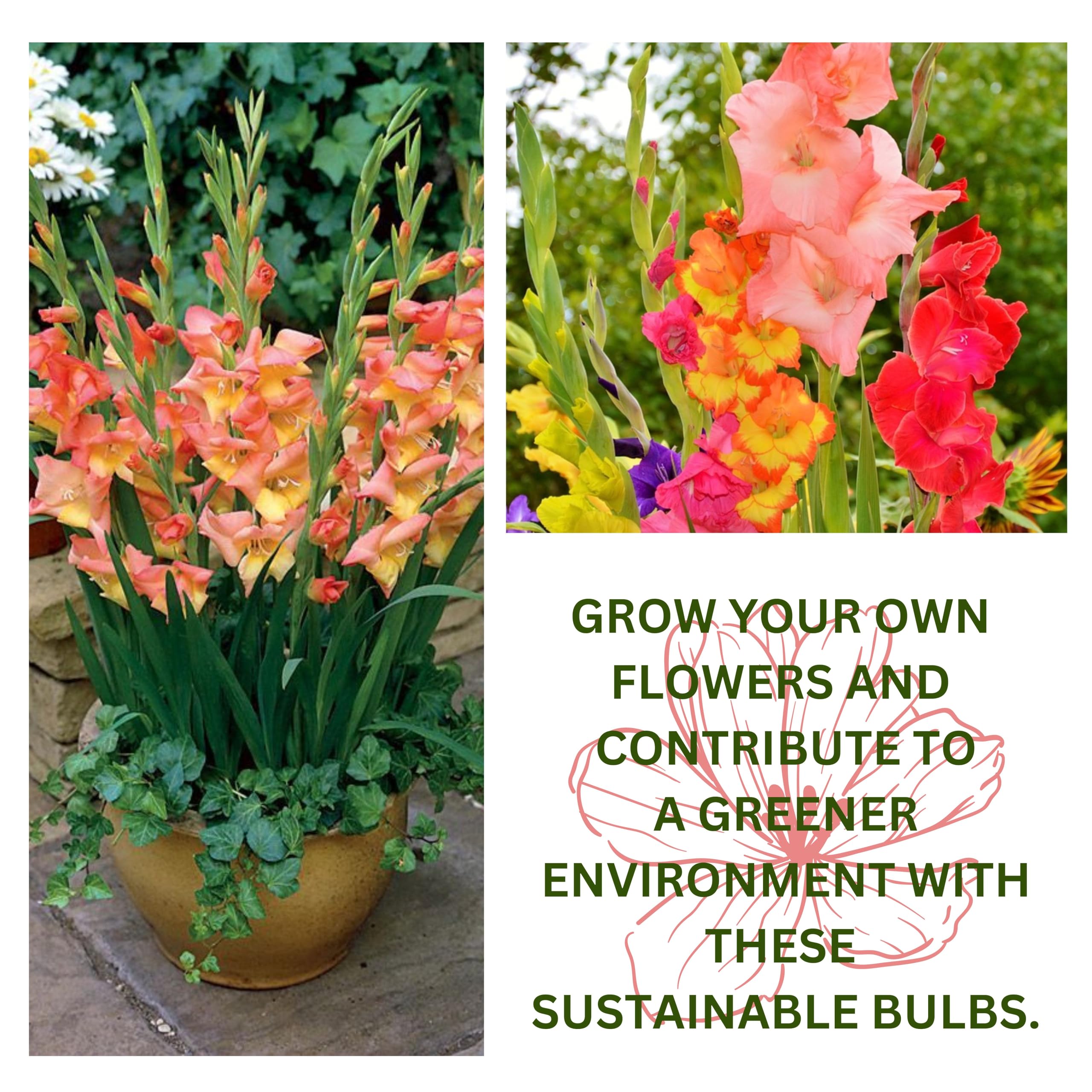 ONLY FOR ORGANIC Gladiolus 5 Flowering Bulbs - Multicolor | Fragrant Flower Plants Seeds for Home Gardening | Bulbs for Indoor Home Decor | Flowering Bulbs | Fresh Bulbs for Flower Pots (5 Bulbs) - Image 4 thumbnail