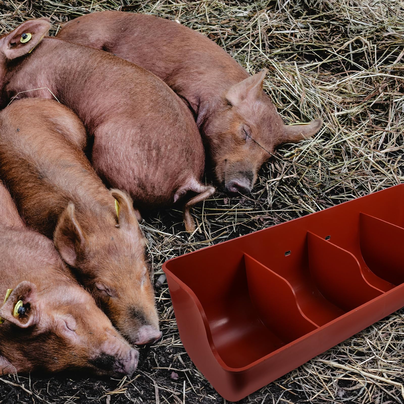 Mangiatoia per Suini Multiscomparto a 4 Scomparti in Plastica