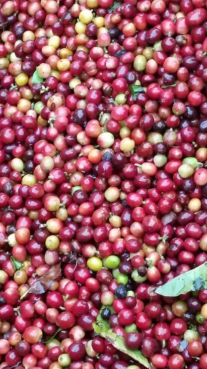 Colombian Green Unroasted Coffee Beans Single Origin Farm El Nivel (20 Lb)