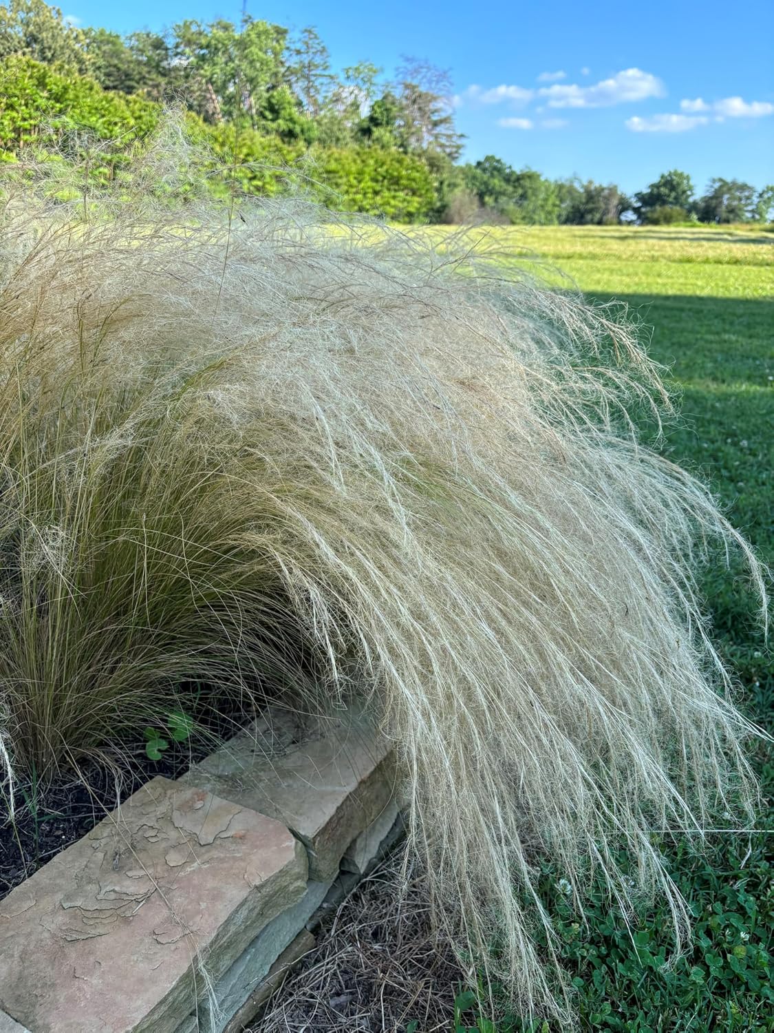 3 Mexican Feather Grass, Starter Plant in 3 Four Inch Cups. Heat Sensitive, Keep Your Local temperatures in Mind When Ordering