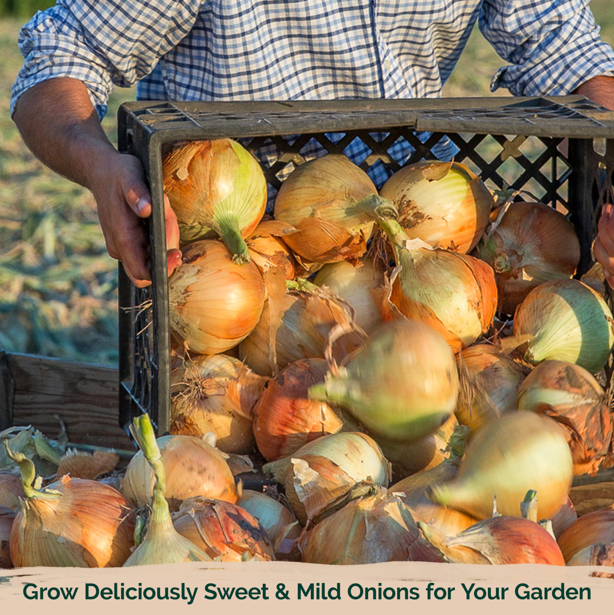 Heirloom Walla Walla Sweet Onion Seeds – My Health Forward