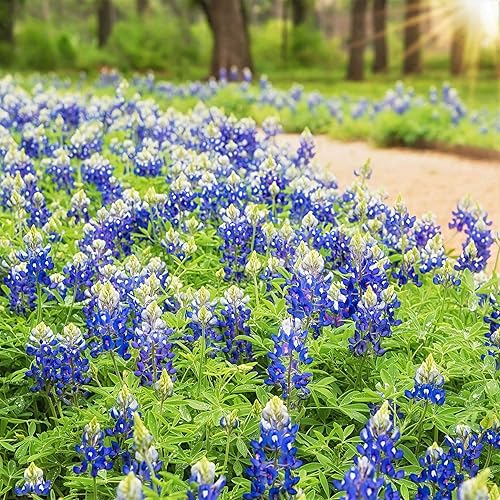 Texas Bluebonnet Seeds  1 libra  Semillas de flores azules, semilla de reliquia atrae abejas, atrae mariposas, atrae colibríes, atrae polinizadores,