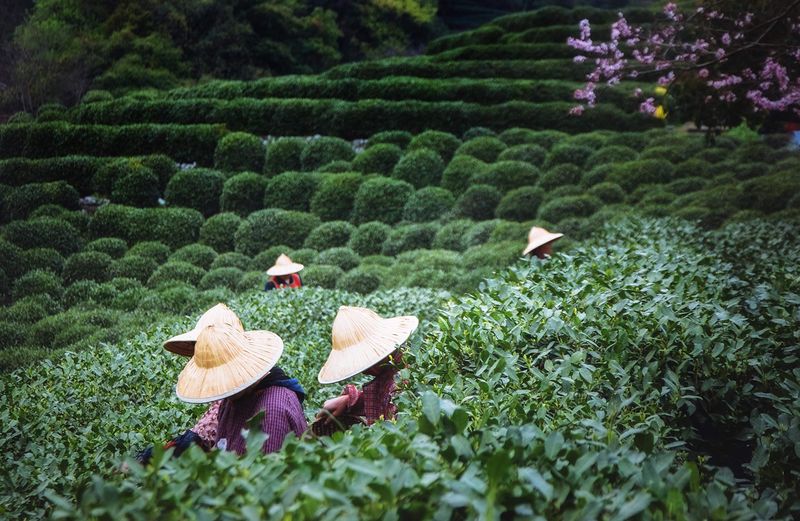 Mi Lan Xiang Dan Cong Bio Oolong Tee aus China | Ernte 2025 | Beste Teequalität direkt von preisgekrönten Teegärten | Ideal für alle Teeliebhaber und als Geschenk (80g)
