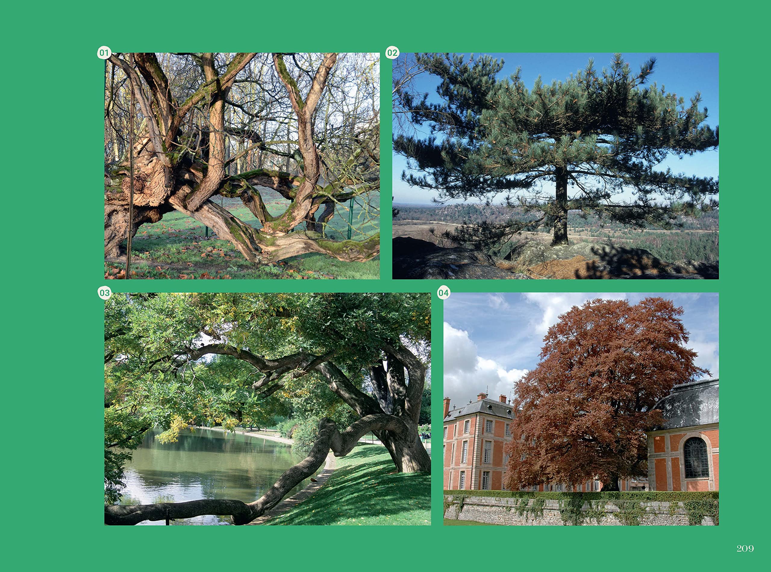 Les Arbres les plus remarquables de France