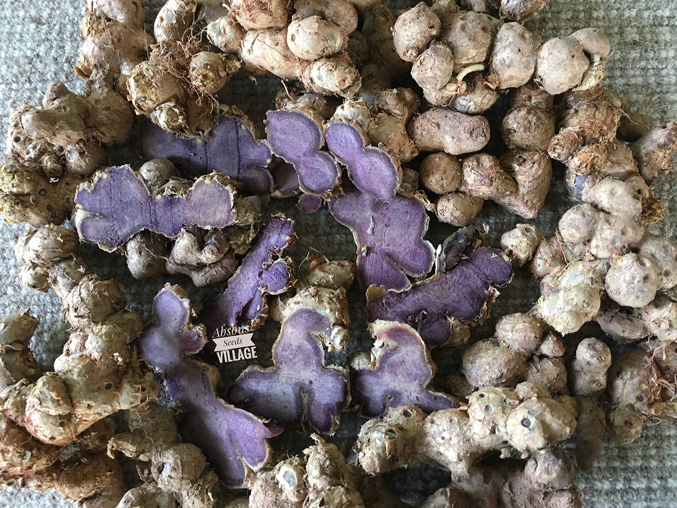 Seeds village rare exotic Kaempferia parviflora,Thai black ginger,Thai ginseng or krachai dum plant 3 bulbs for growing. (B08P9SLGPY) Amazon Price History, Amazon Price Tracker