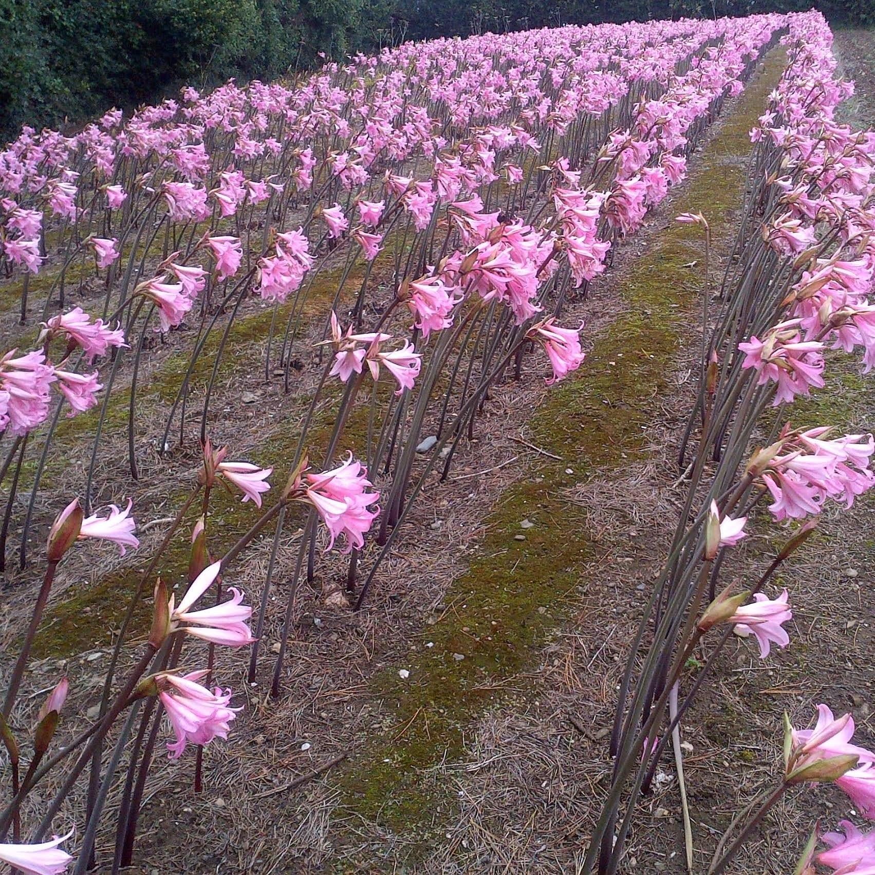 National Dahlia Collection Amaryllis Belladonna Tuber x1, Purple, 20x22x3 cm