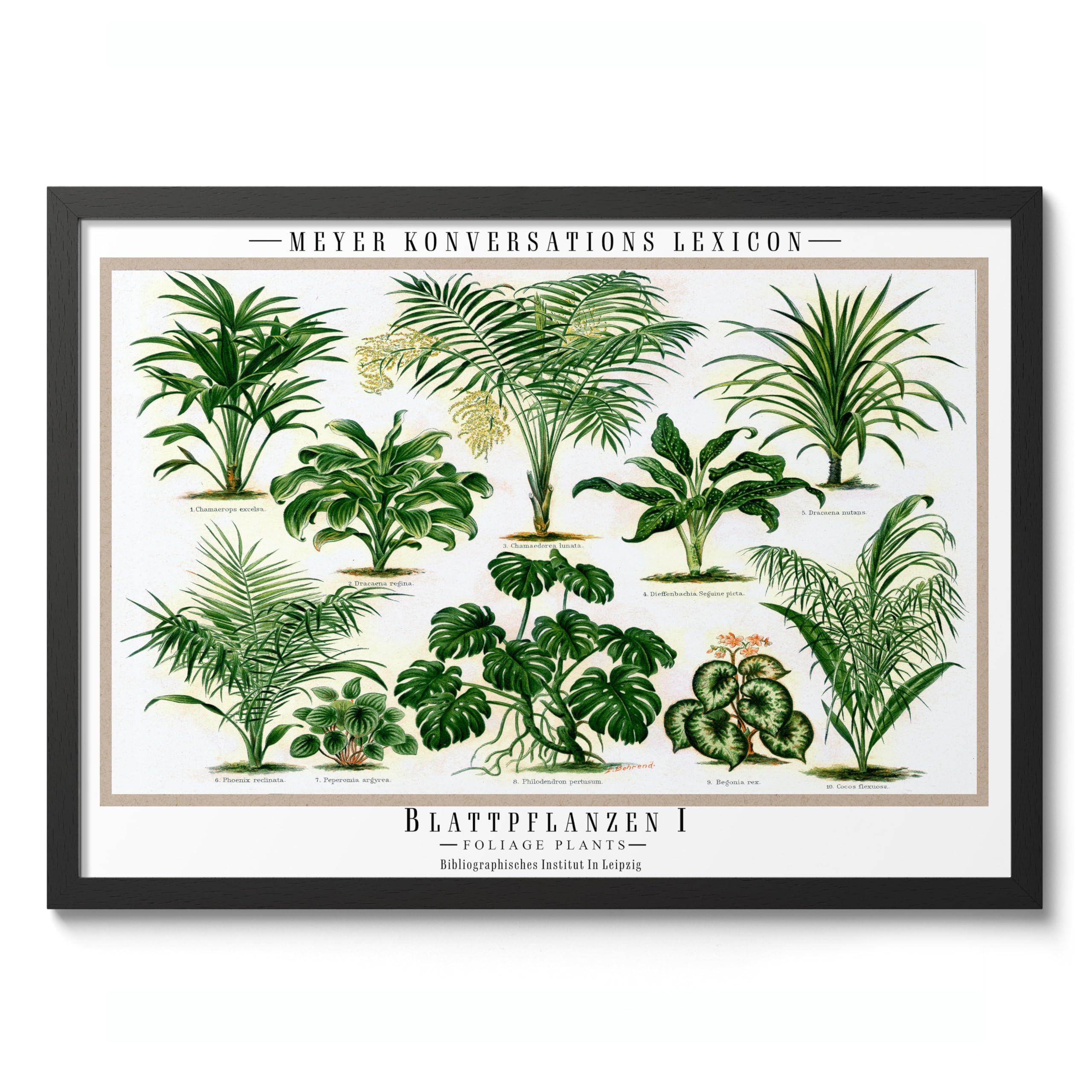 Blattpflanzen Poster, Vintage Botanical Art Prints, Retro Encyclopedia Illustration Wall Art Plants Botany Pictures, Bedroom Living Room Home Decor, A5 (Black Frame) - 24.1x17.9cm