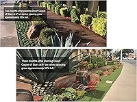 Vista 6 de BAREROOT Ruschia Lineolata 'Nana' - 'Alfombra enana de estrellas' - PPAF - Suculenta césped subsitute - Jardín de Cristina (48)