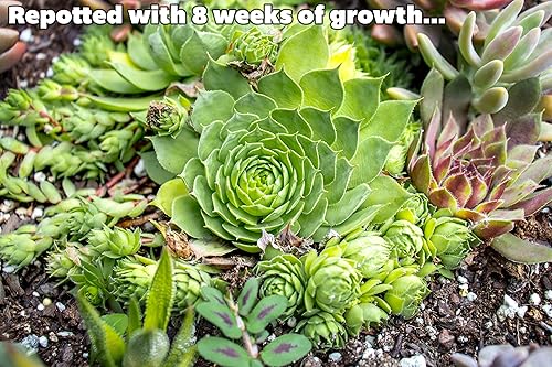 Miniatura 5 de Sempervivum - Plantas suculentas vivas de interior (3PK), plantas de interior vivas Sempervivum, plantas de interior vivas, plantas de interior para