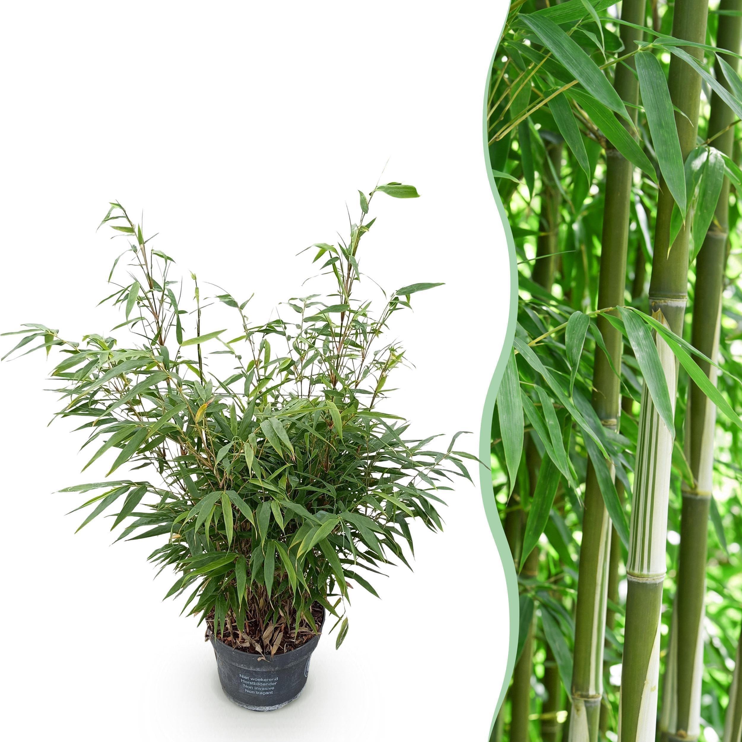 Graminées - Fargesia robusta Pingwu - Bambou non envahissant - Feuillage persistant - 2 Plantes - 70-80cm - Ø23cm - Plante de jardin