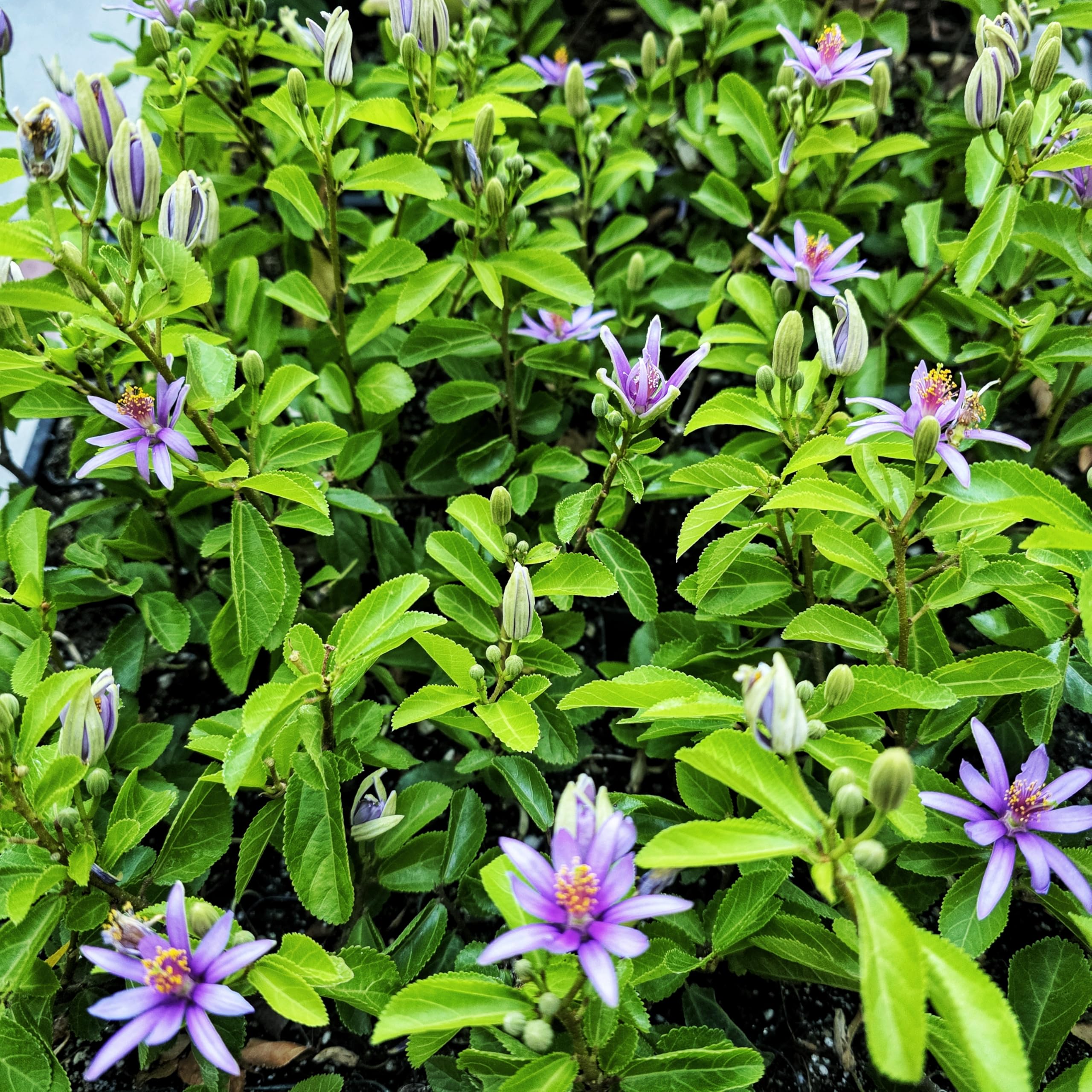 lavender and tea tree oil benefits Protect Body Oil with Avocado, Lavender and Tea tree – BePurer