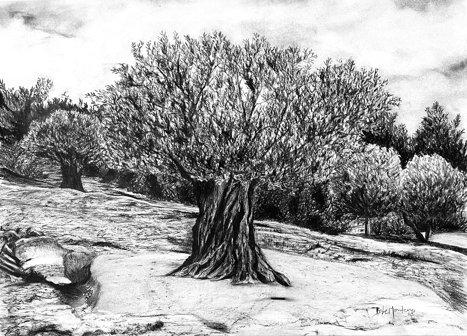 Millennial Pont Du Gard Tree, Giclee Art, Limited Edition of 150 pieces, Black and White, Charcoal Drawing Art