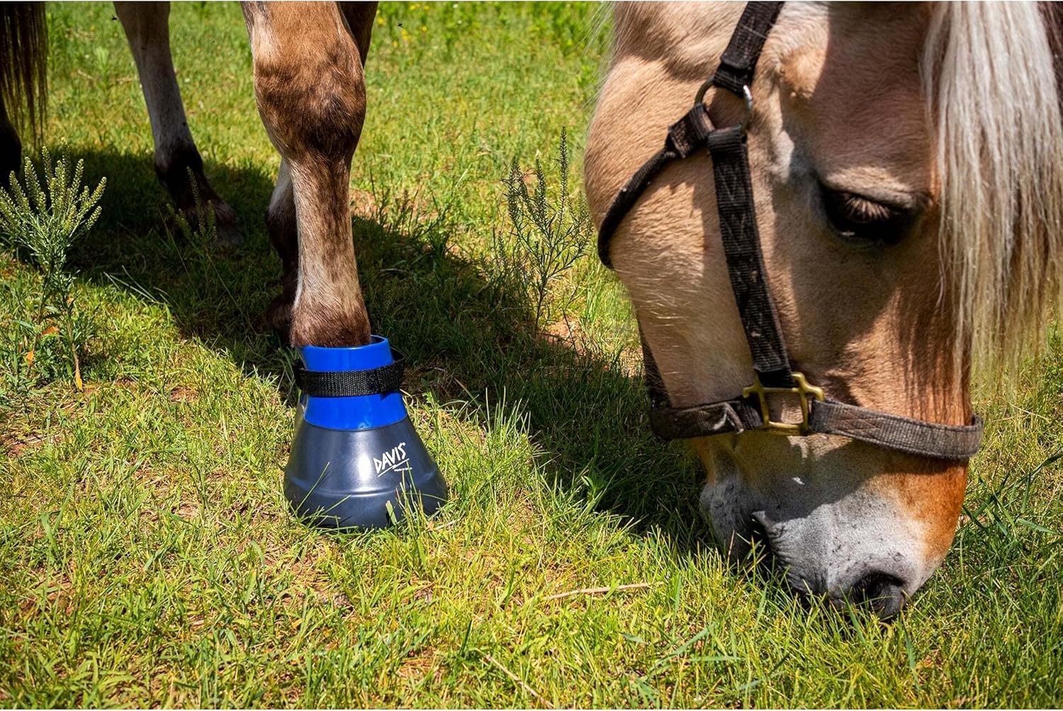 Pro-Fit Equine Boot with Therapeutic Pad Large Blue/Black