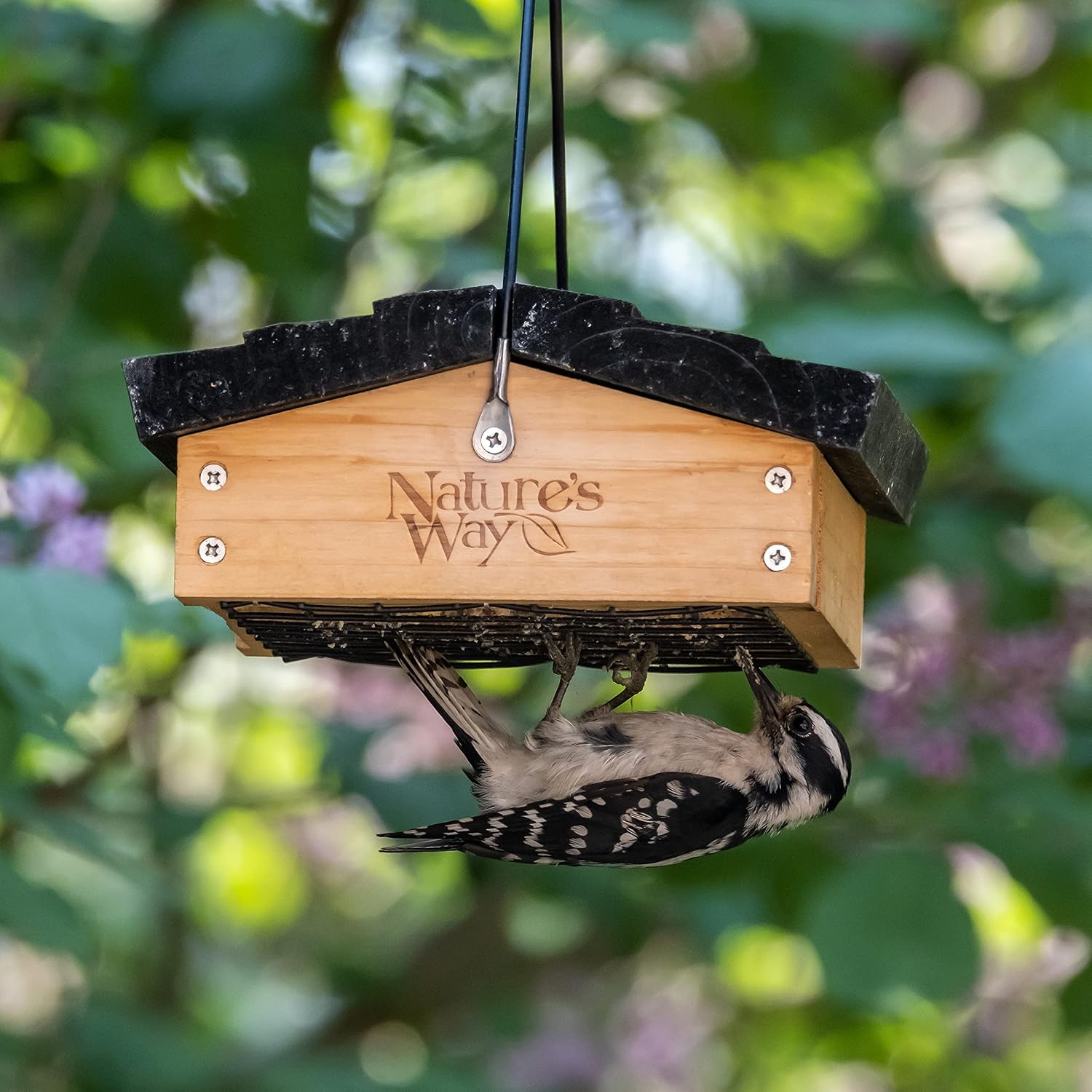 Nature's Way Bird Products CWF2 Cedar Suet Upside-Down Bird Feeder, Black