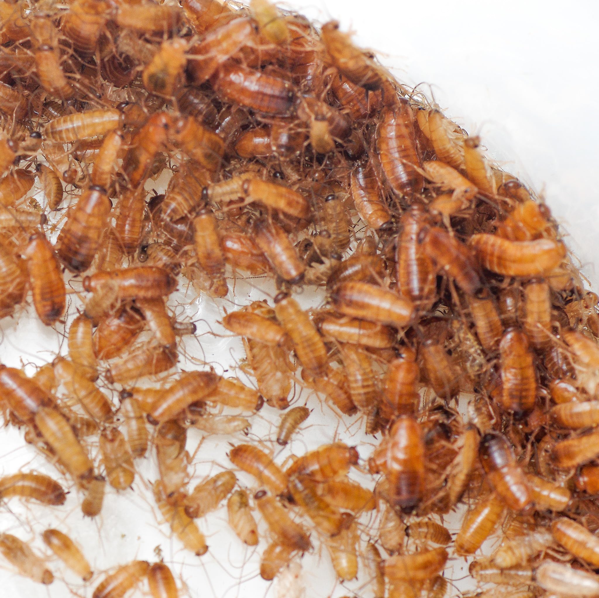 Amazon | レッドローチ Sサイズ（5-10mm) 100匹+α 大きめのカップ入り