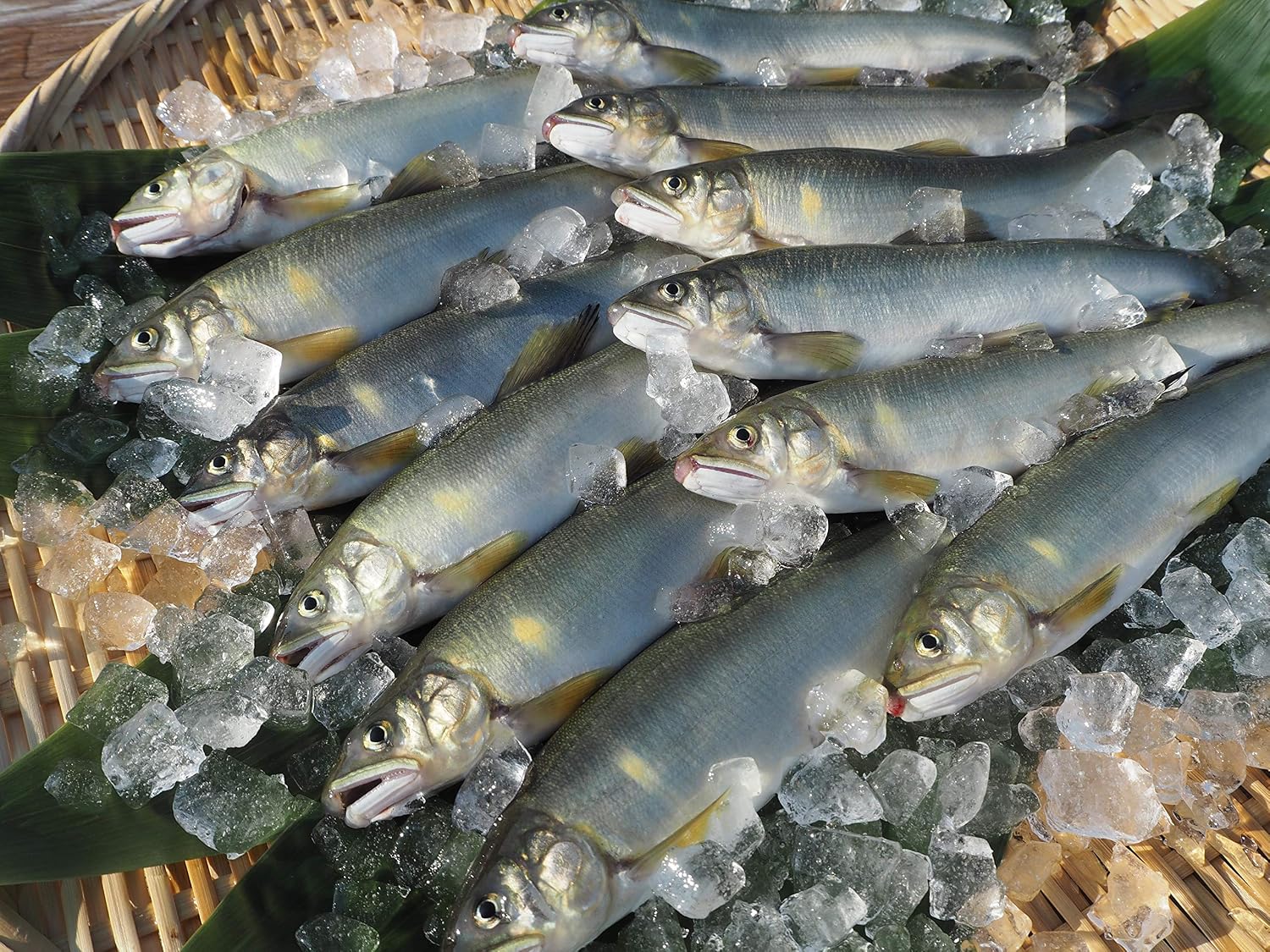 魚沼 高野養魚場 鮎【アユ】国産 (冷凍鮎) 【1㎏13尾入り】