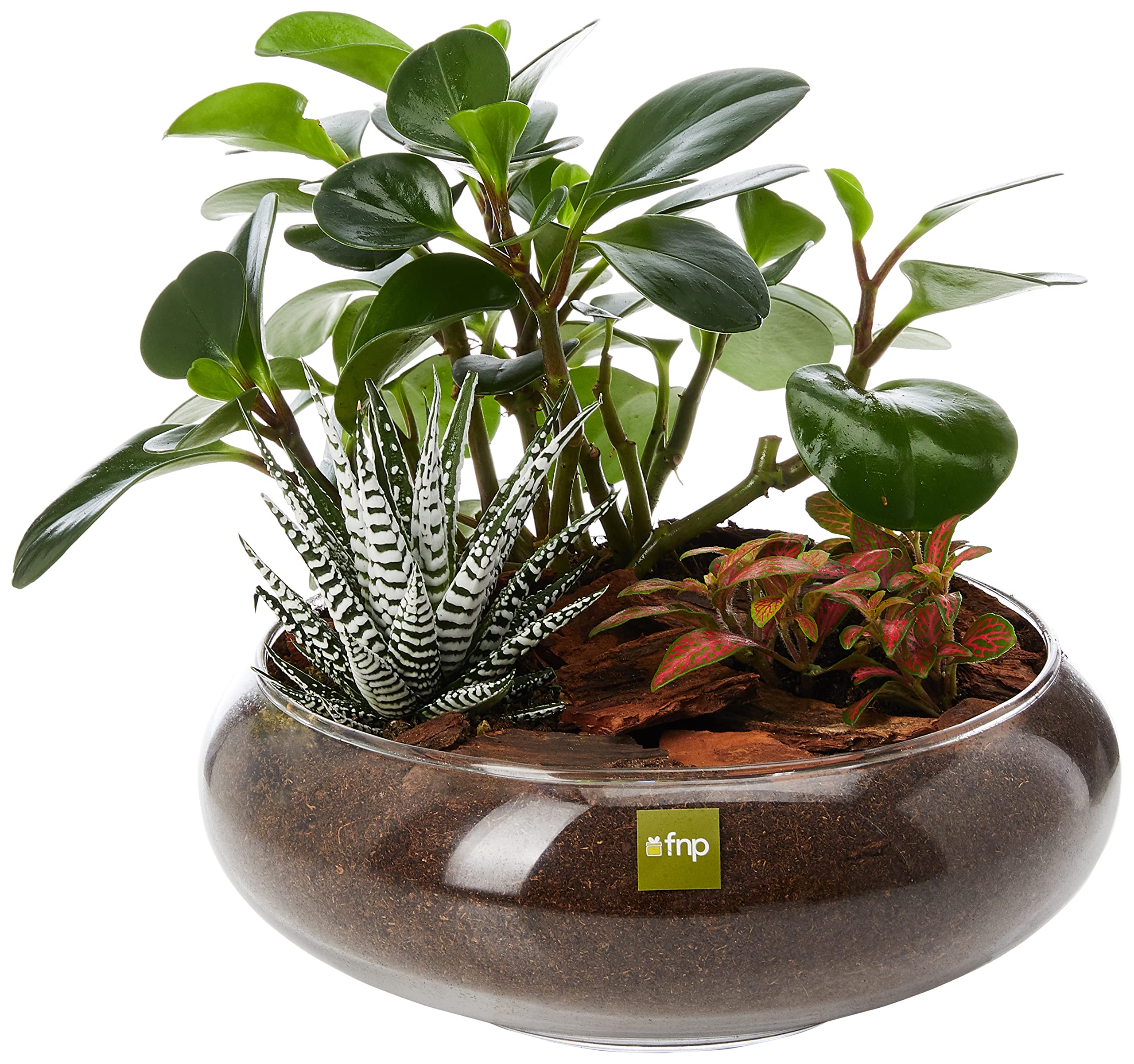 FnP Fittonia with Peperomia and Haworthia in Platter Planter, Multicolor