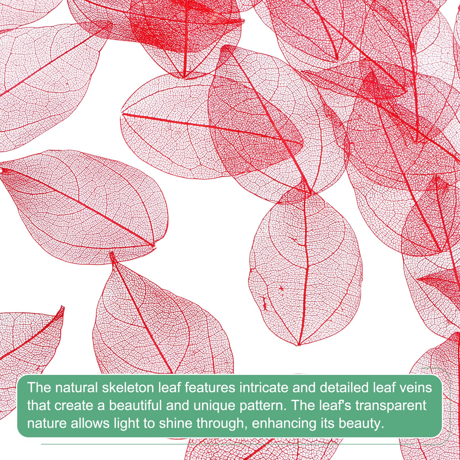 M METERXITY 200-Pack Skeleton Leaves - Image 2