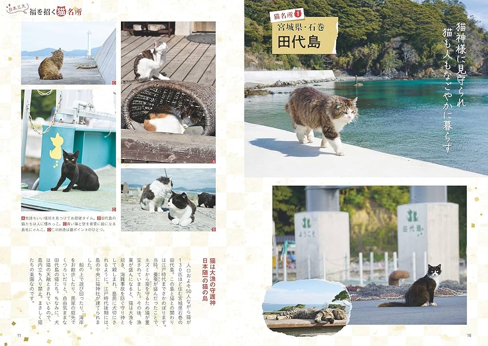 -愛と幸福を置く猫- 愛と幸福を置く猫- A three-year record of a former stray