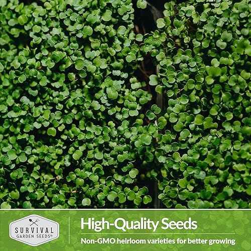 Miniatura 6 de Survival Garden Seeds Microgreens de col para brotar y cultivar  Semilla para brotar microplantas vegetales de hoja verde en interiores  Cultiva tu