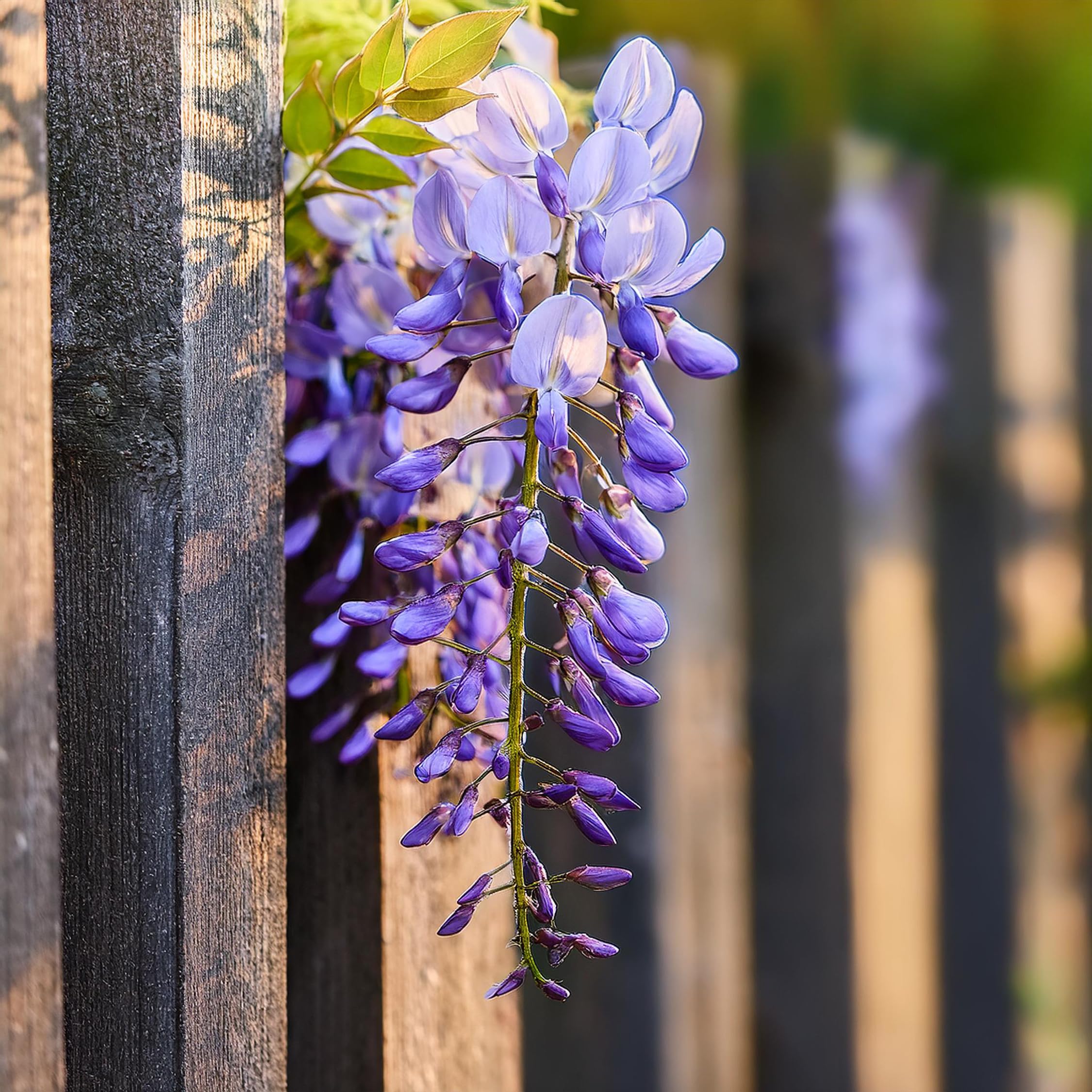 Plant in a Box - Wisteria sinensis - Wisteria glycine - Set de 3 - Pot 9cm - Hauteur 25-40cm