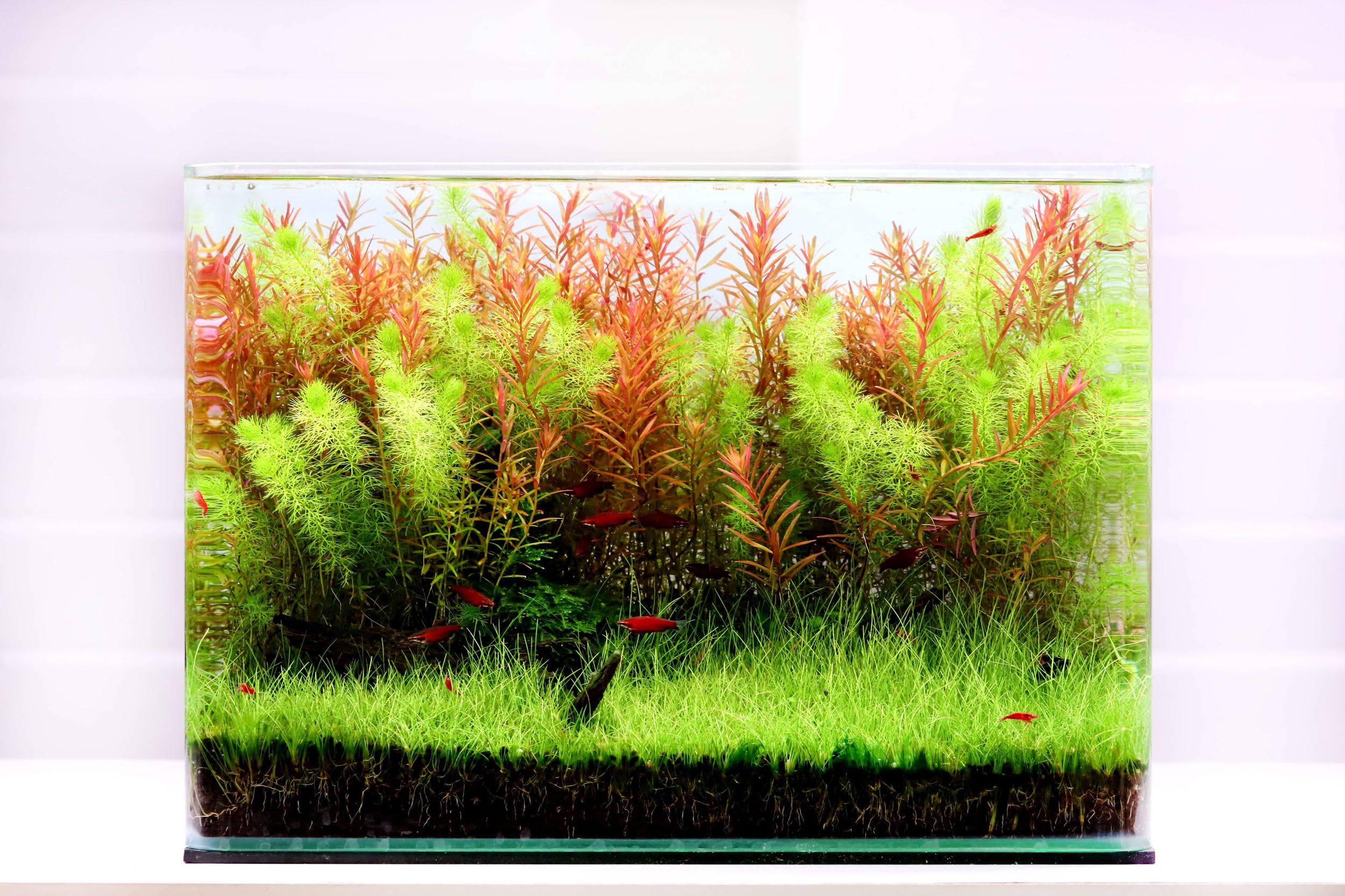 Curved Garden Tank Big | Pequeño acuario de cristal | Nano cuenca de cristal con esquinas redondeadas | acuarios premium Aquascaping | 10 litros – 30 x 17 x 20 cm