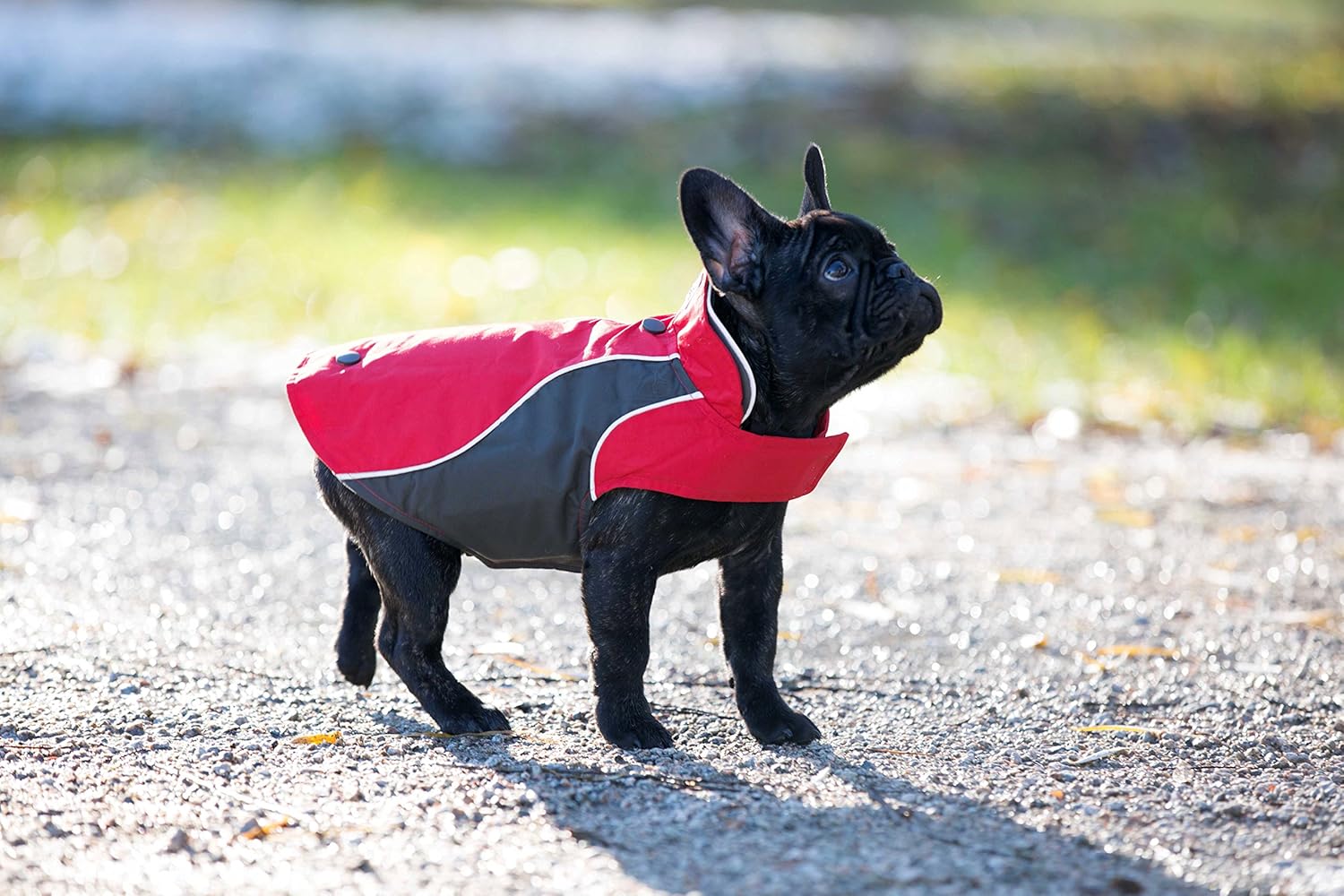 rc pets trilogy jacket