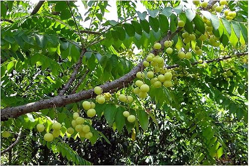 Phyllanthus Emblica Semillas de grosella espinosa india para interiores y exteriores Jardinería Flor Roja