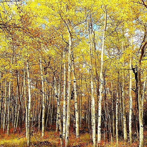 Semillas de abedul amarillas para plantar árboles bonsái más de 200 semillas (Betula Alleghaniensis)