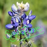 Take Autograph Autograph My Photo