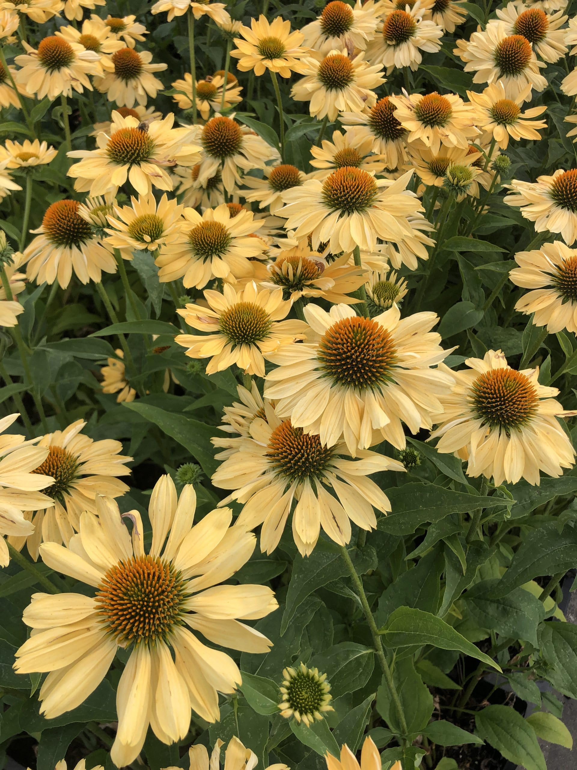 6x Chapeau de soleil - Echinacea purpurea 'Aloha'® | 9x9 cm pot