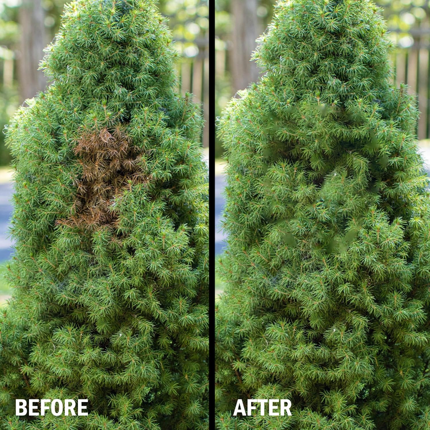 Seymour RENEW Grass and Shrub (Pristine). 17 oz. Can. (Pack of 2)