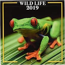 Grupo Erik Calendario Da Muro 2019 Wildlife 30 X 30 Cm