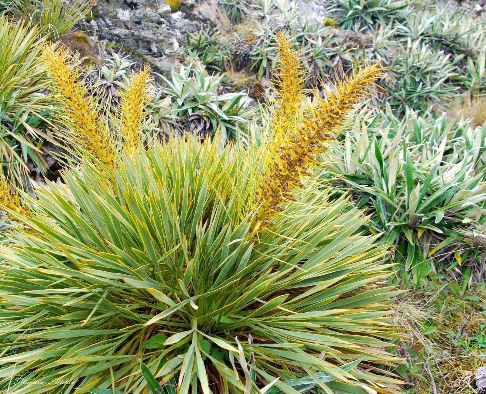 Golden Speargrass Seeds ACIPHYLLA aurea (10 Seeds) Golden Spaniard, Kuri Kuri.