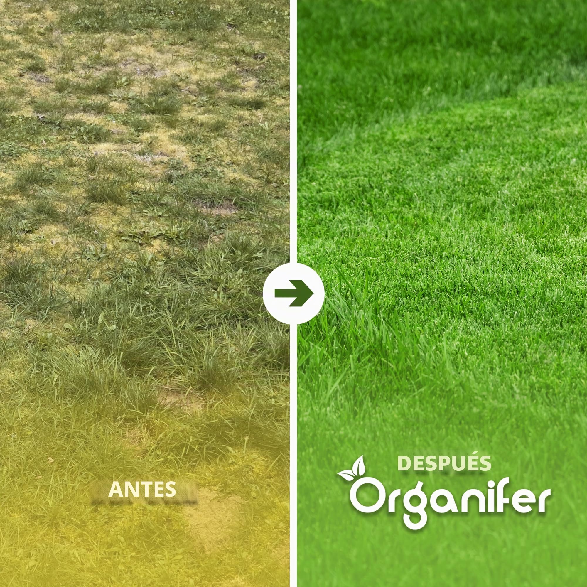 Fertilizante De Sulfato De Hierro - 20kg = 1000m2 | Musgo - Fertilizante Para Césped - Césped Limpio - Fertilizante - Sulfato De Hierro Para Césped - Organifer
