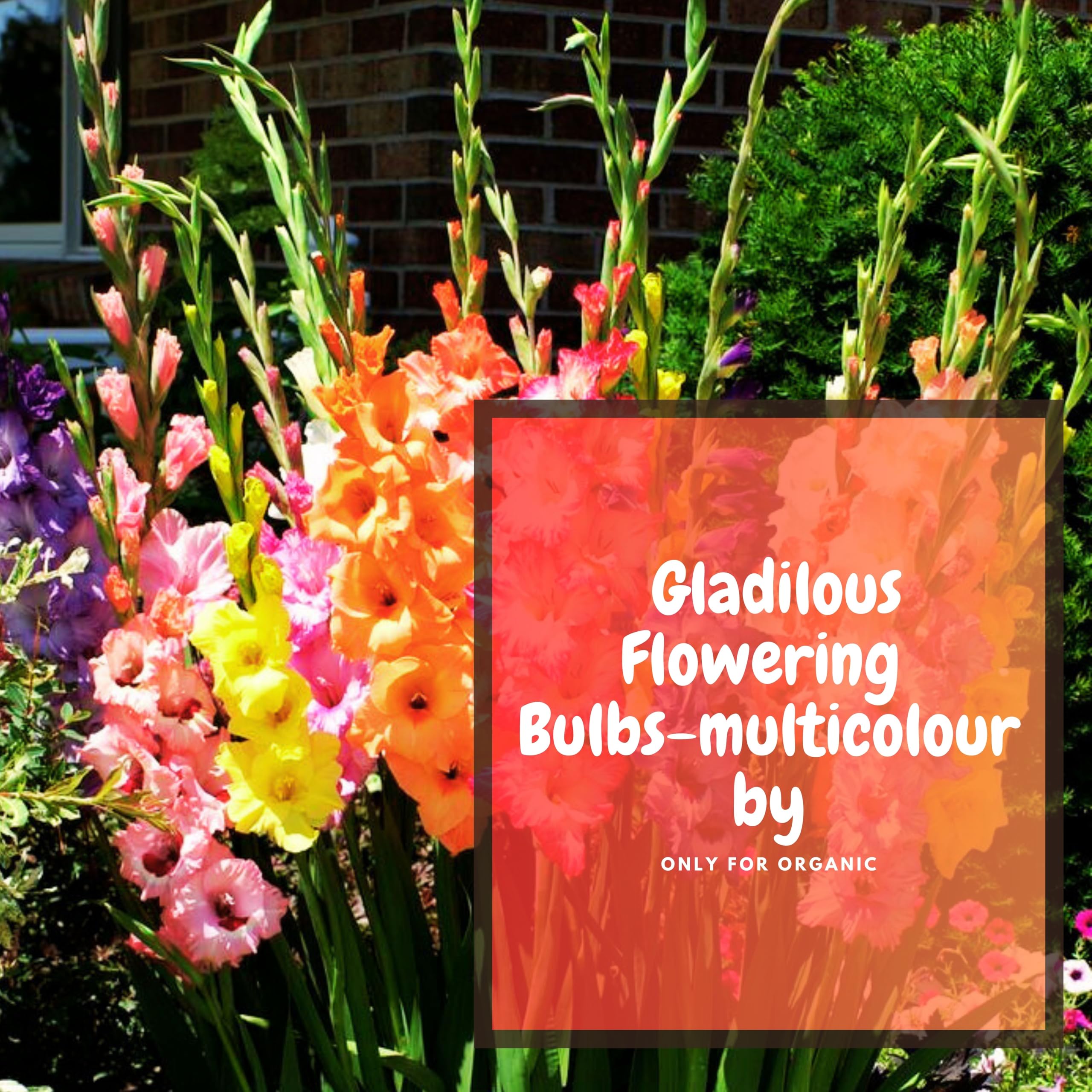 ONLY FOR ORGANIC Gladiolus 5 Flowering Bulbs - Multicolor | Fragrant Flower Plants Seeds for Home Gardening | Bulbs for Indoor Home Decor | Flowering Bulbs | Fresh Bulbs for Flower Pots (5 Bulbs) - Image 3 thumbnail