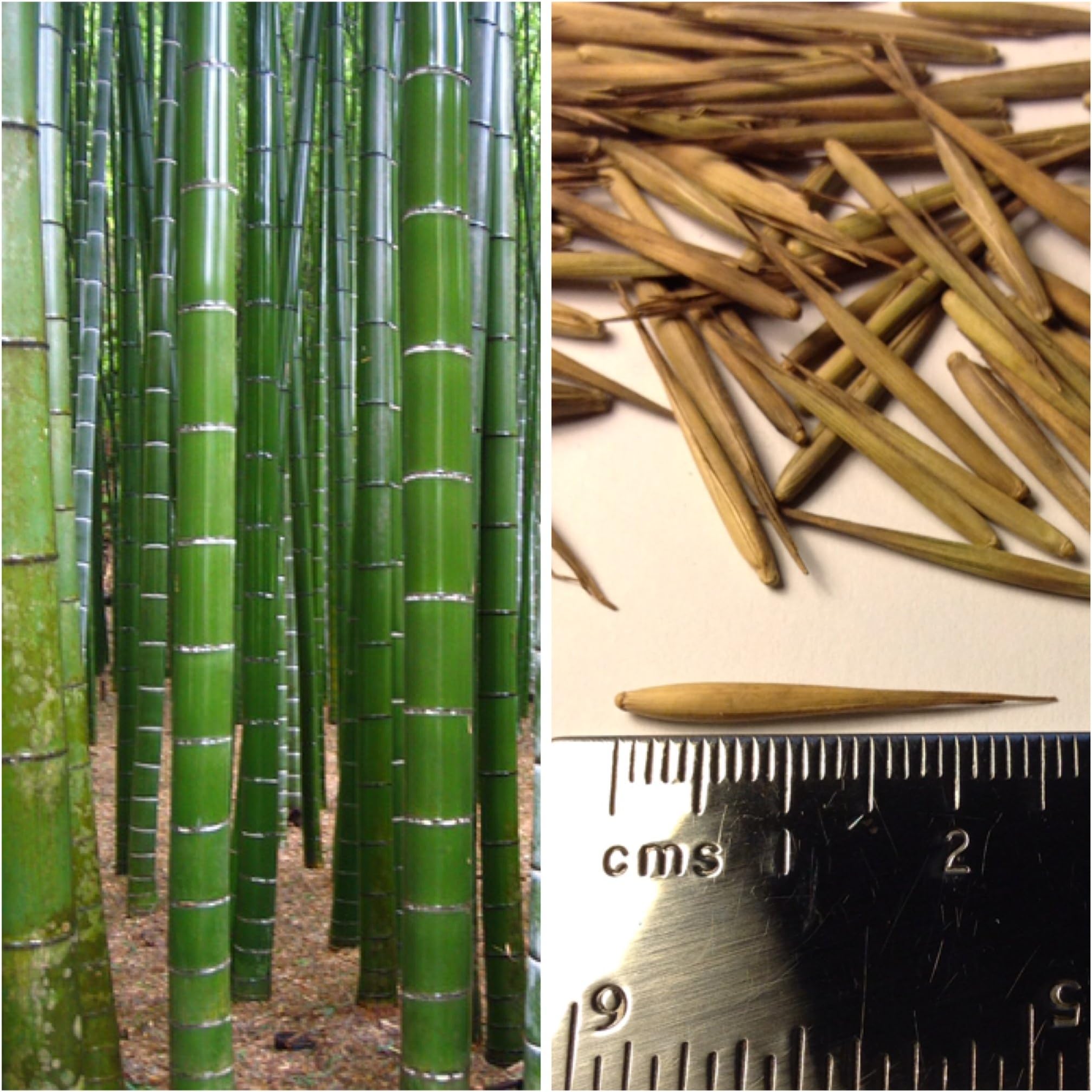 Phyllostachys pubescens - Moso Bamboo - 25 Seeds