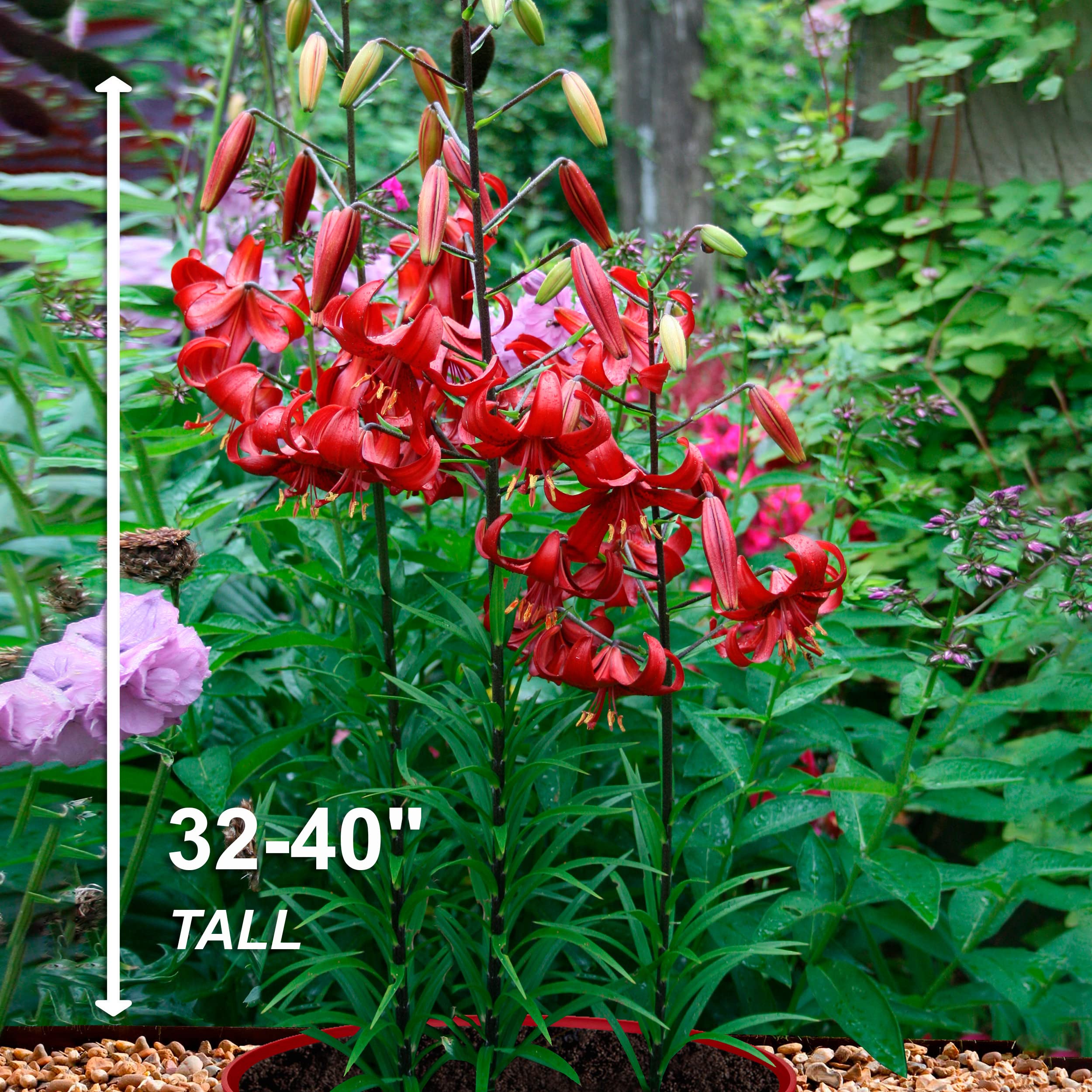 Amazon.com : Garden State Bulb Red Velvet Asiatic Lily Flower Bulbs,  14/16cm, Spring Planting, Bag of 10 : Patio, Lawn & Garden