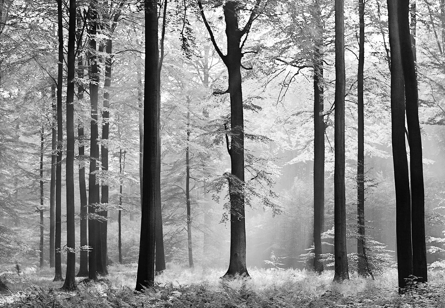 Avalon Idealdecor 115 366 x 254 CM