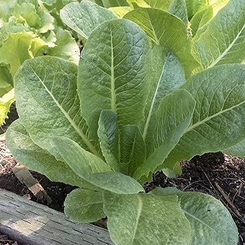 Mountain Valley Seed Company Darlene Romaine Lettuce Seeds